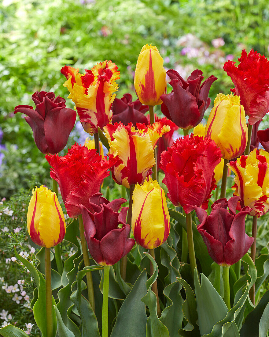 Tulpe (Tulipa) 'Red and Yellow', Mischung