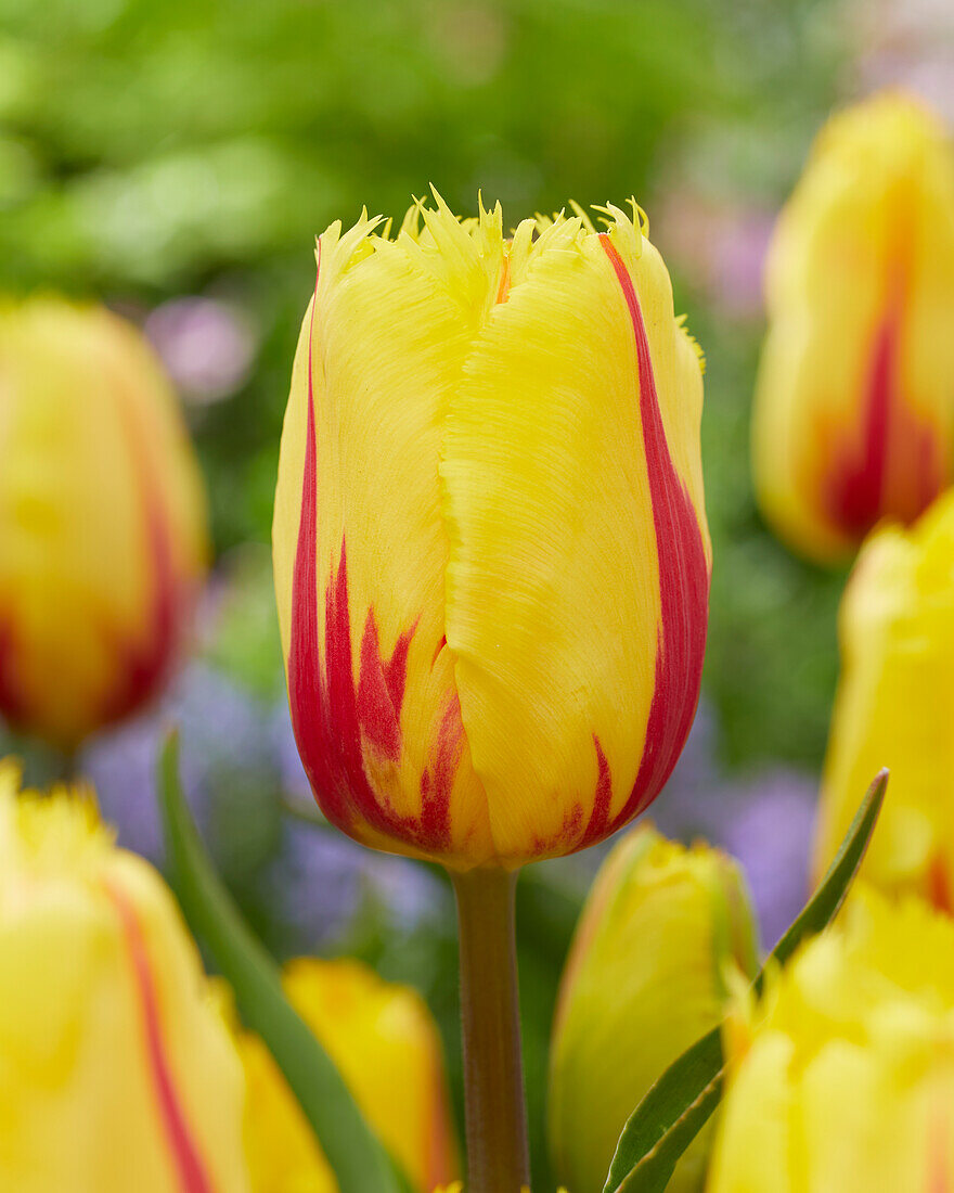 Tulipa Flamenco