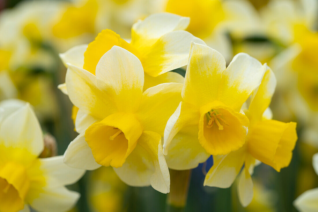 Narzissen (Narcissus) 'Pure Sun'