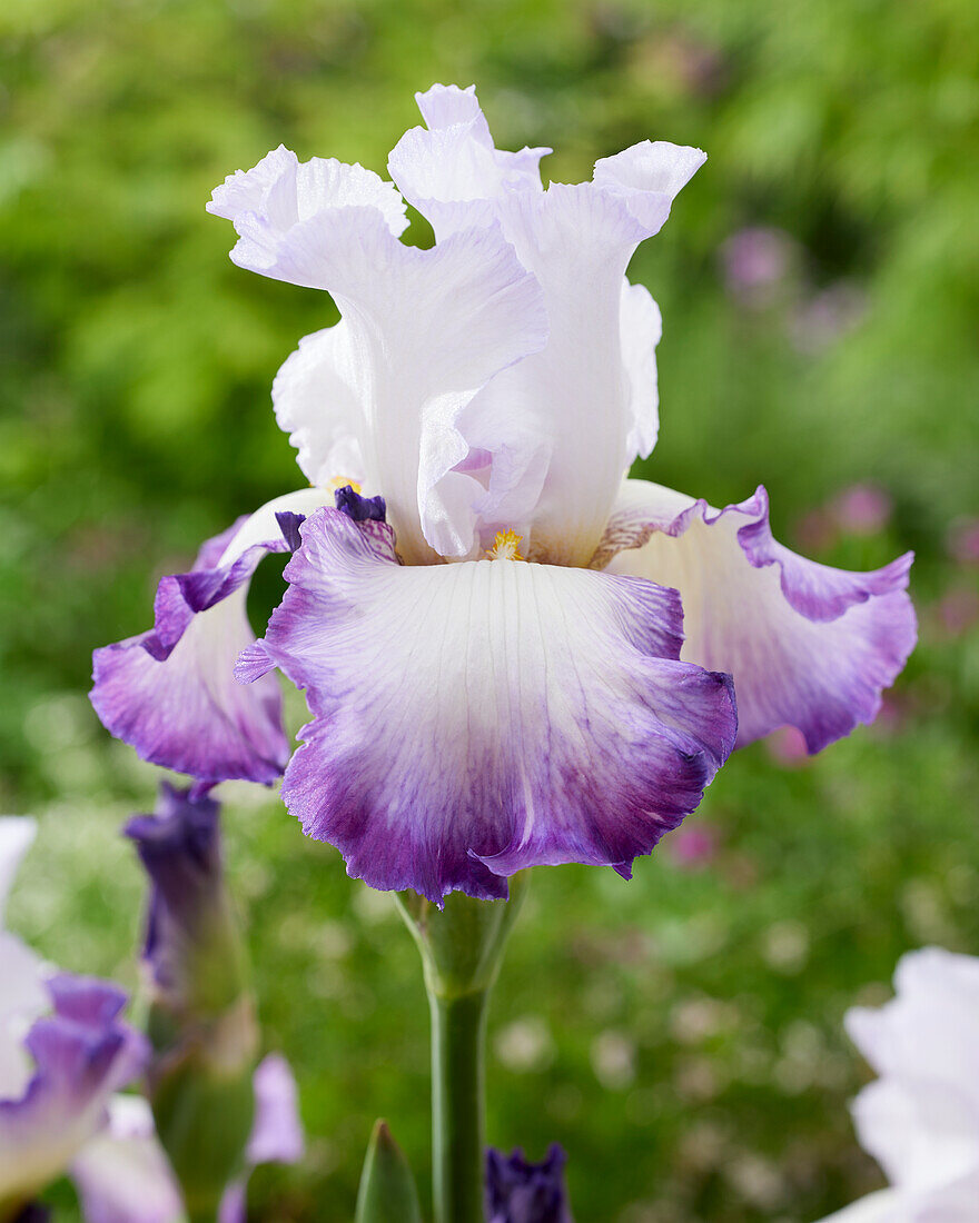 Iris germanica Pastel Printalnler