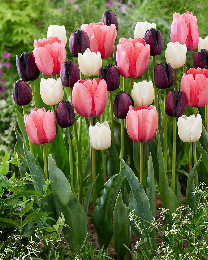 Tulipa mix