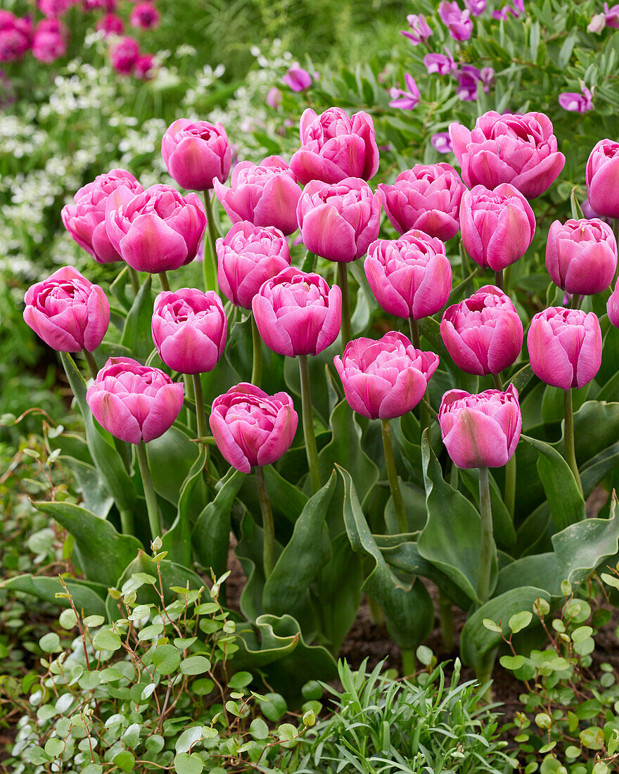 Tulipa Tabledance