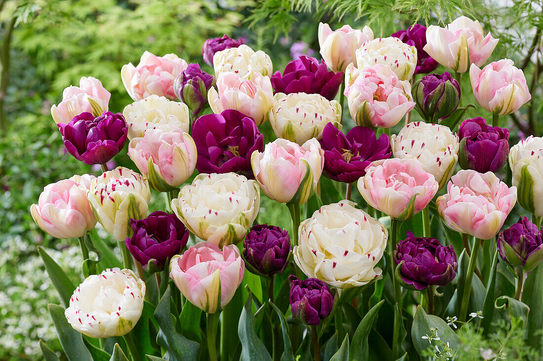 Tulipa Double flowering mix