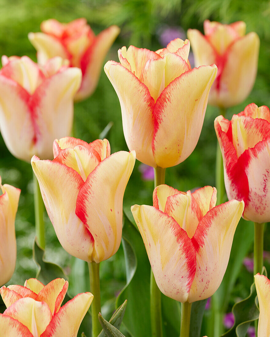 Tulpe (Tulipa) 'Beauty Dream'