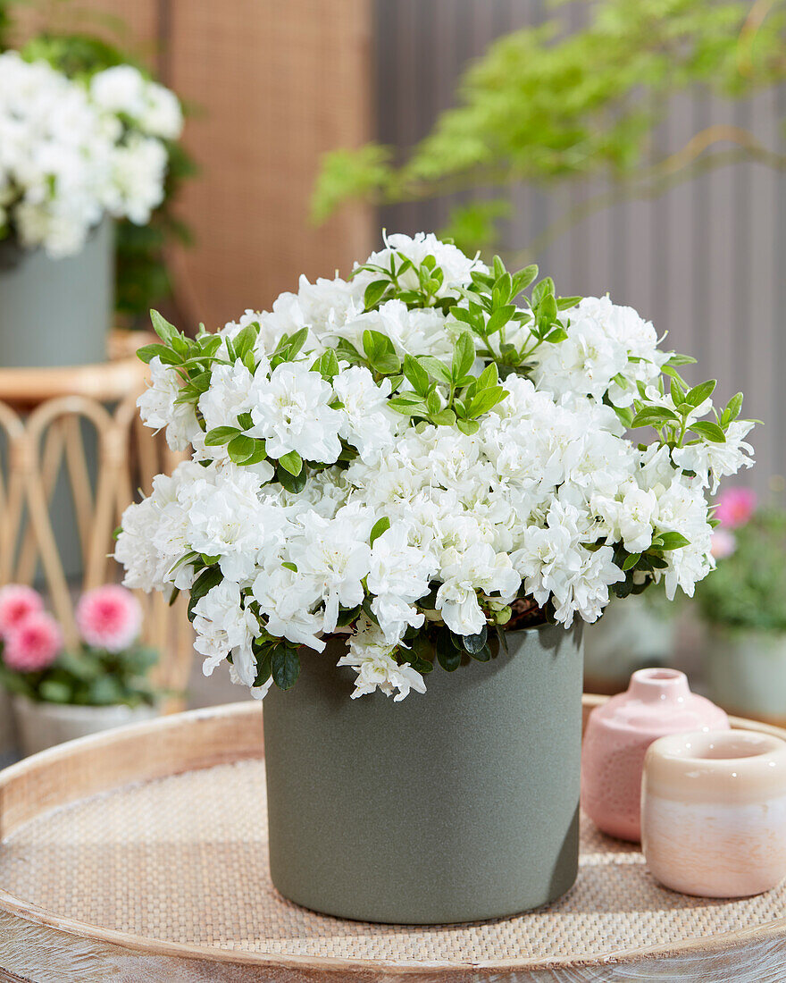 Rhododendron Chiffon