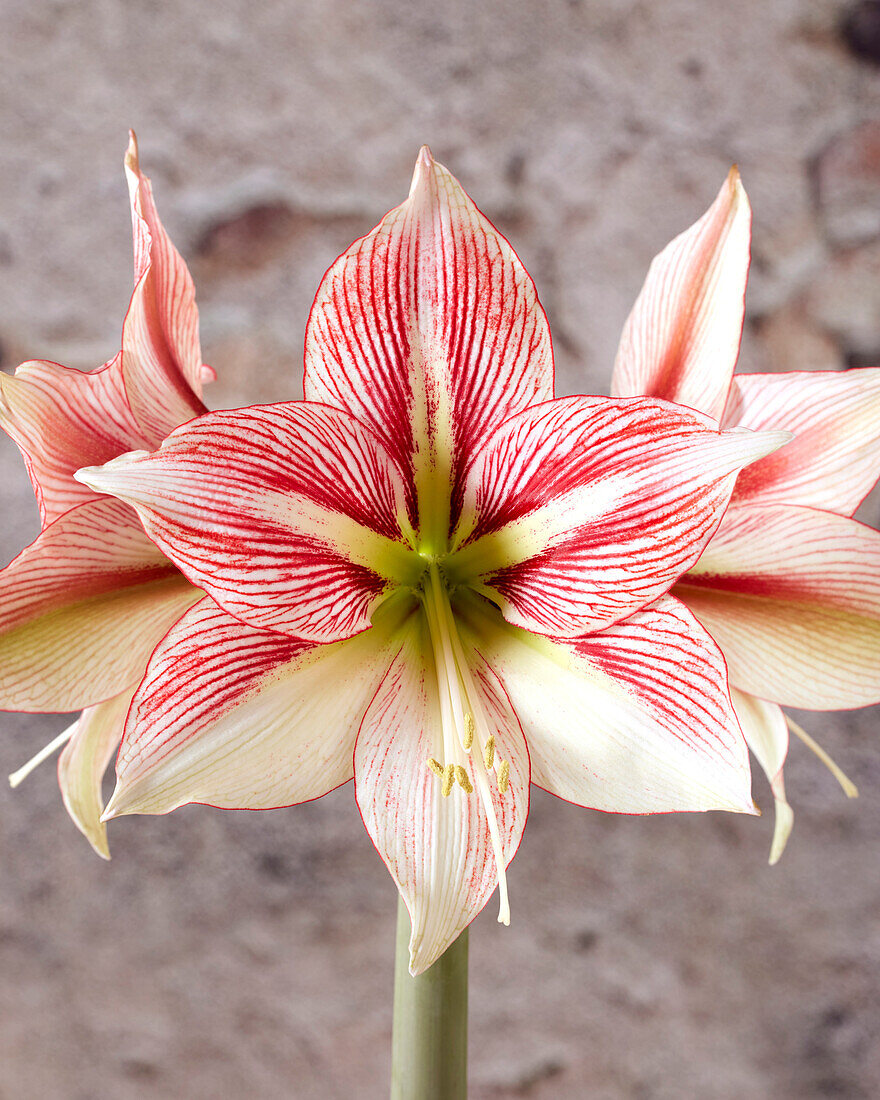 Ritterstern, auch Amaryllis (Hippeastrum) 'Moon Scene'