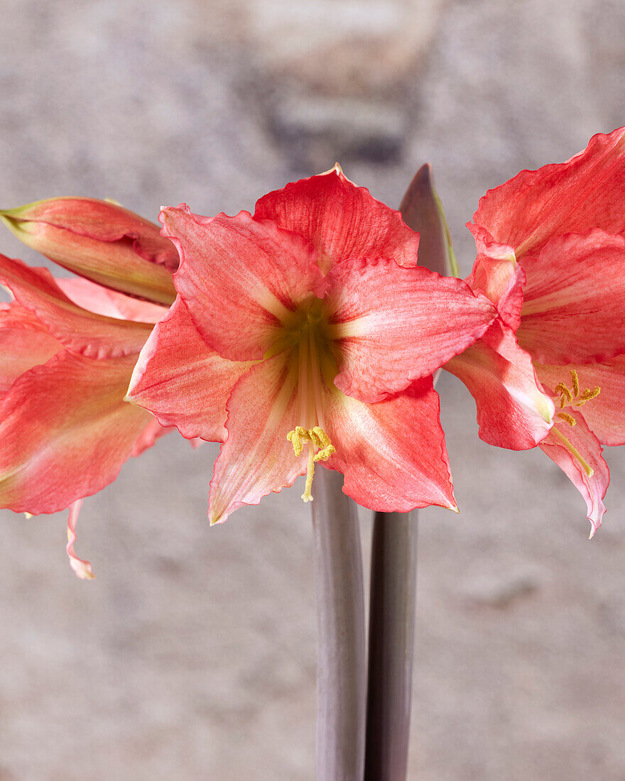 Hippeastrum Tinkerbell