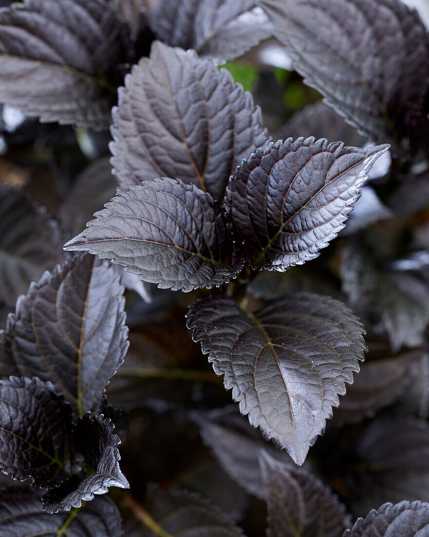 Hydrangea macrophylla After Midnight