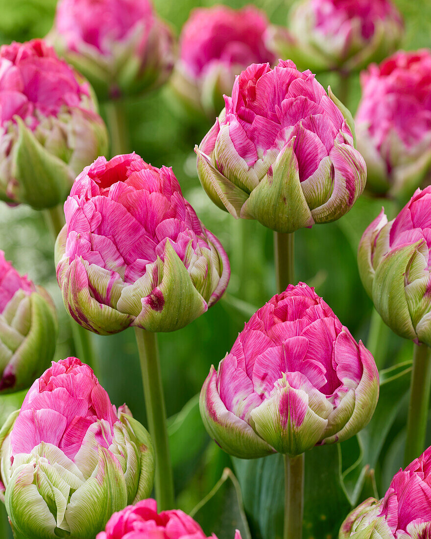 Tulipa Wicked in Pink