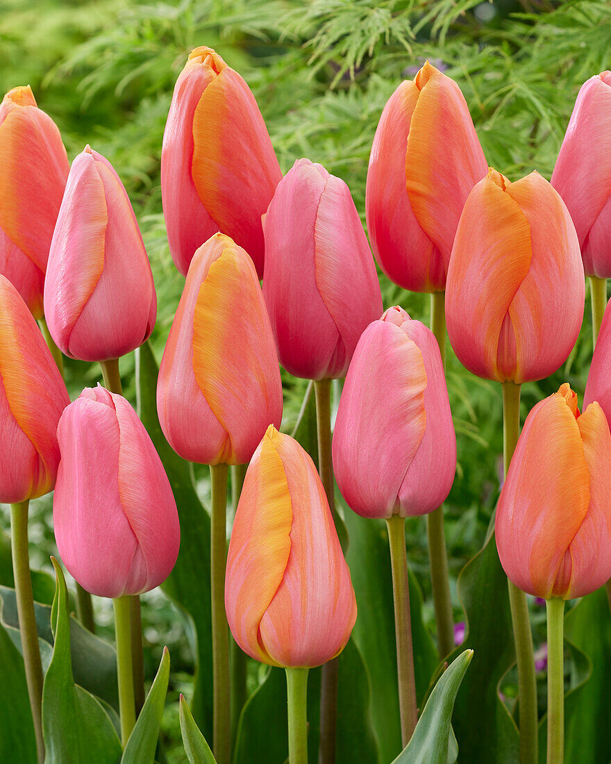 Tulipa Menton,Dordogne