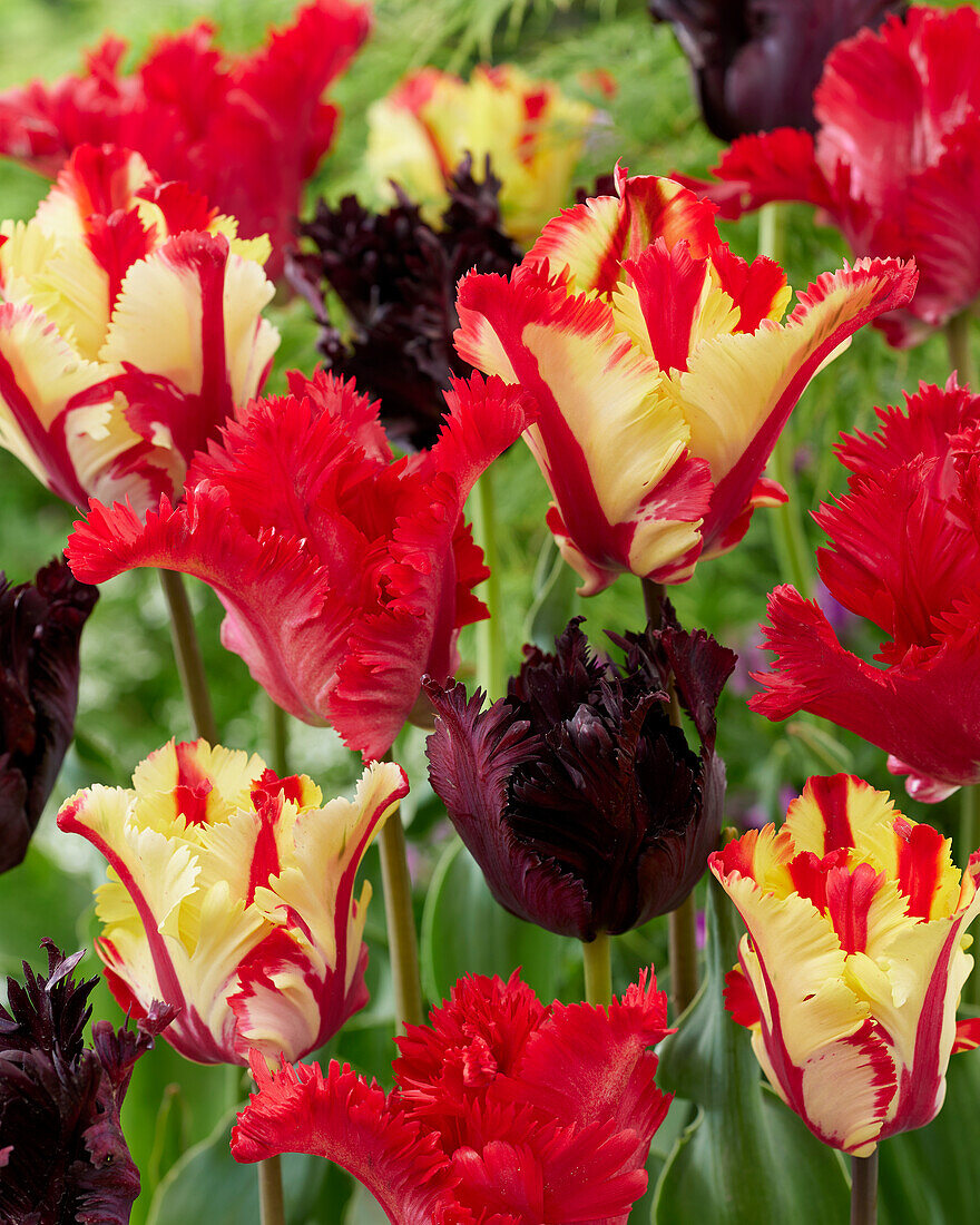 Tulipa Parrot mix