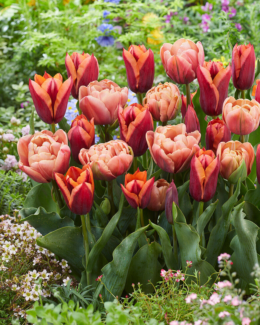 Tulipa Slawa,La Belle Epoque