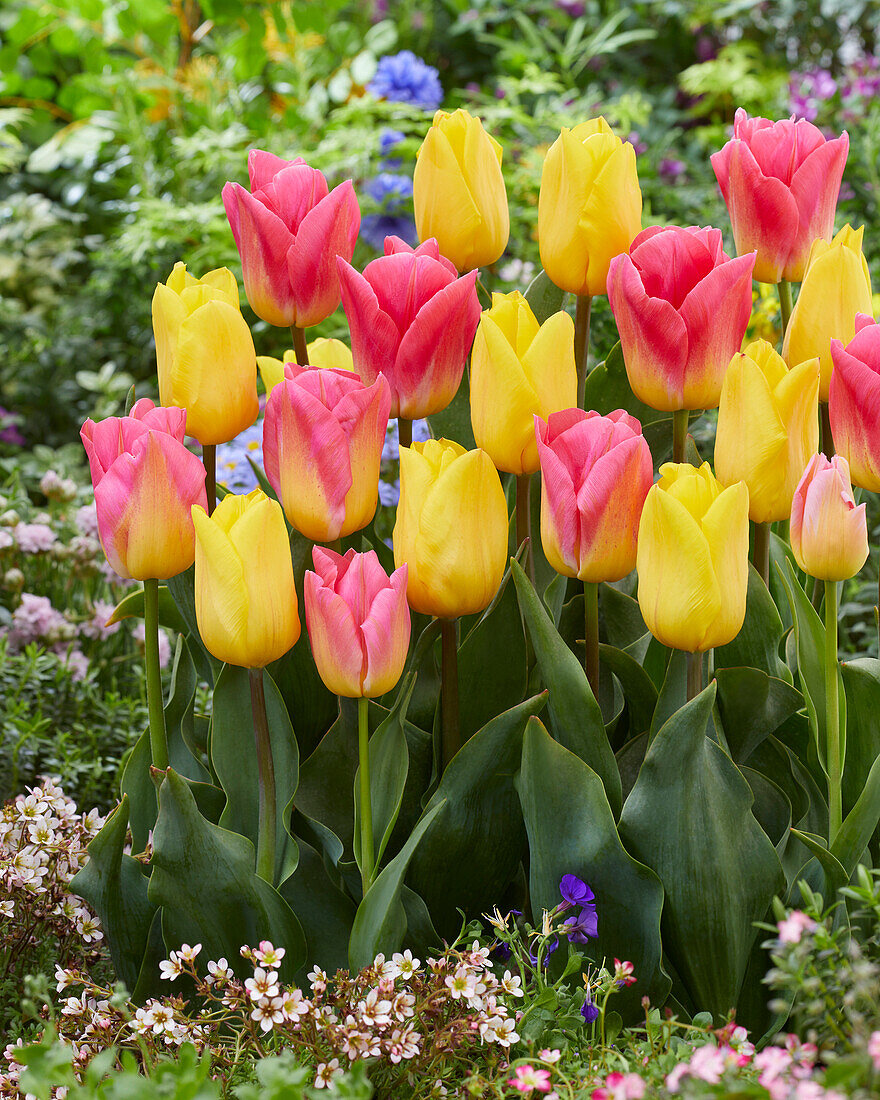 Tulpe (Tulipa) 'Tom Pouce', 'Strong Gold'