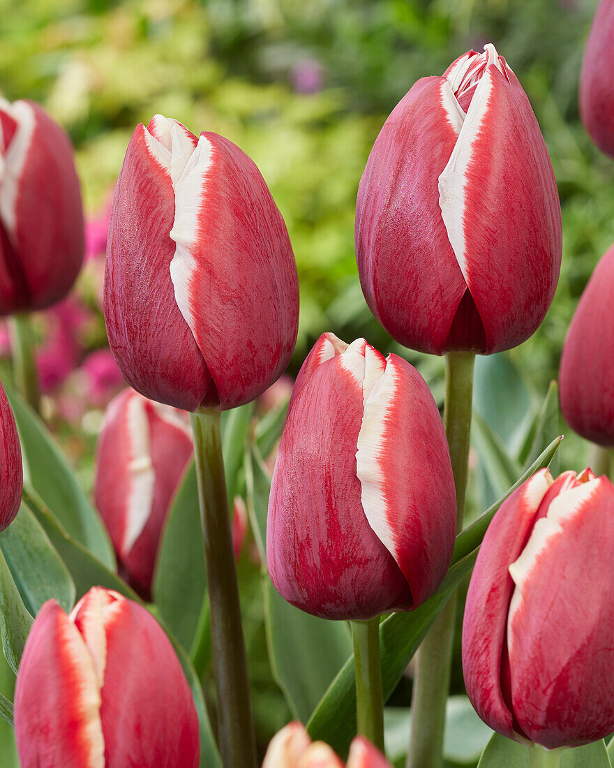 Tulpe (Tulipa) 'Holland America'