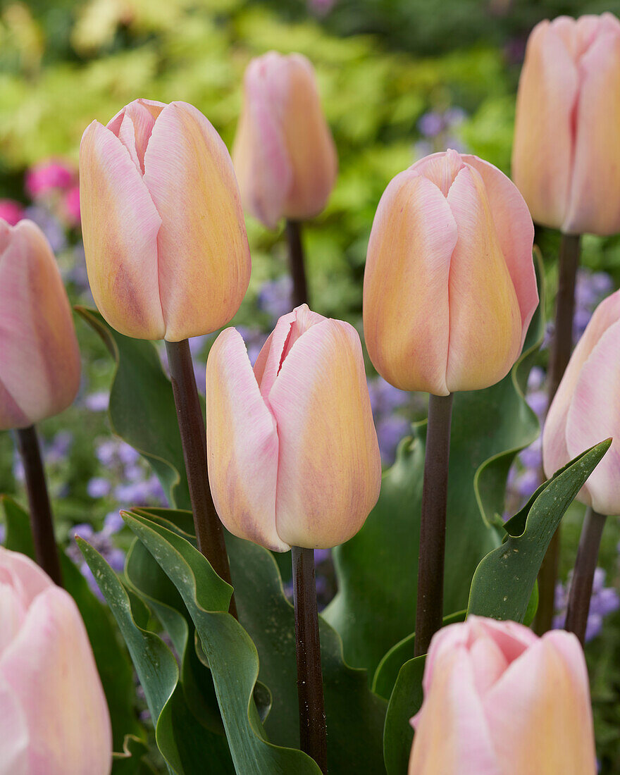 Tulipa Barcelona Beauty