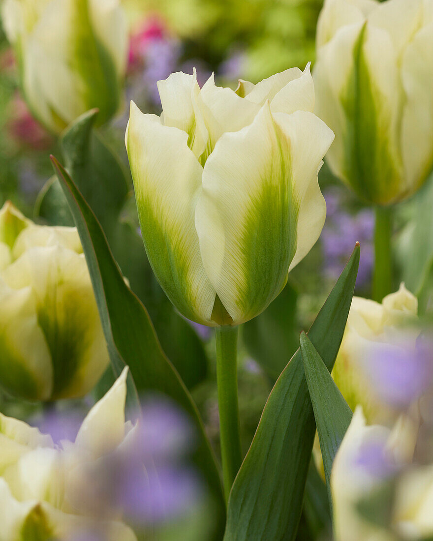 Tulipa Spring Green