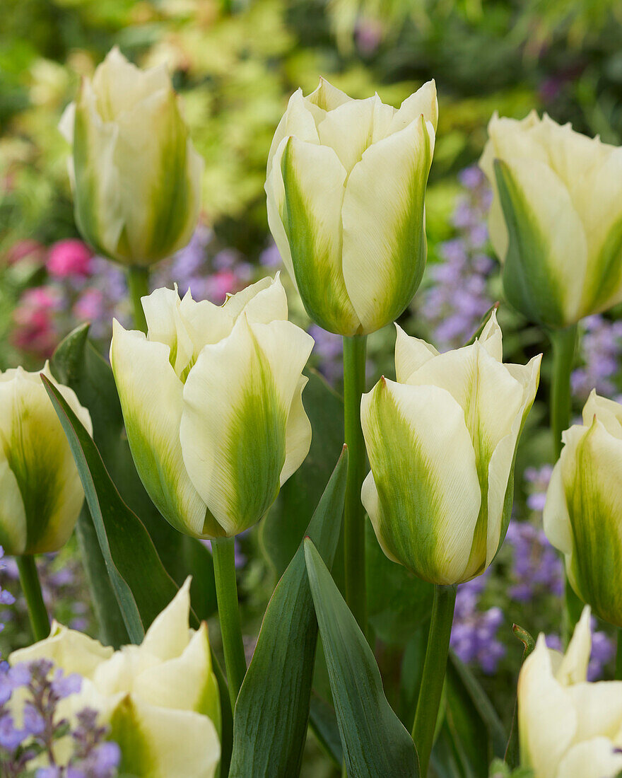 Tulipa Spring Green