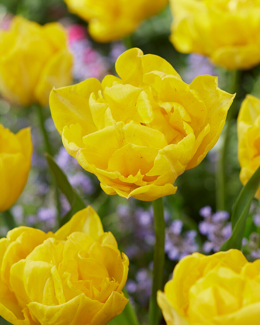Tulpe (Tulipa) 'Gold Rush'