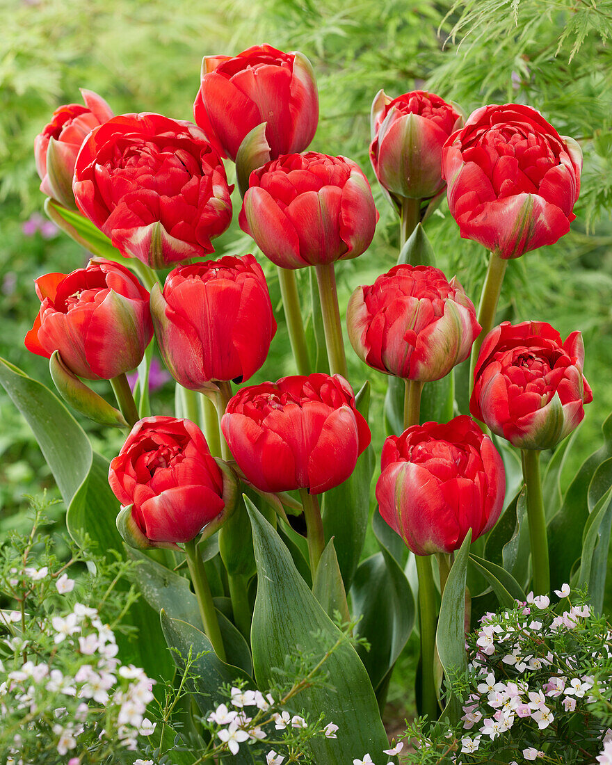 Tulipa Bombastic Red