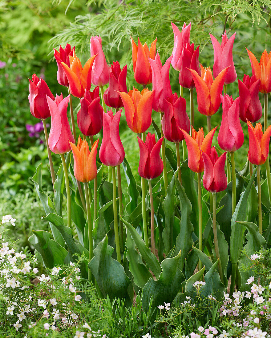 Tulpe (Tulipa), lilienblütig, Mischung