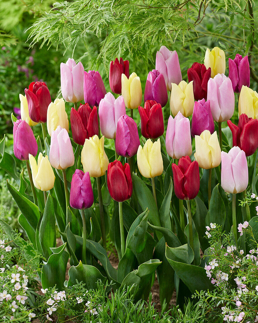 Tulpe (Tulipa) 'Prince', Mischung