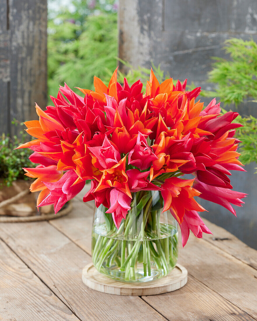 Tulpe (Tulipa), lilienblütig, Mischung