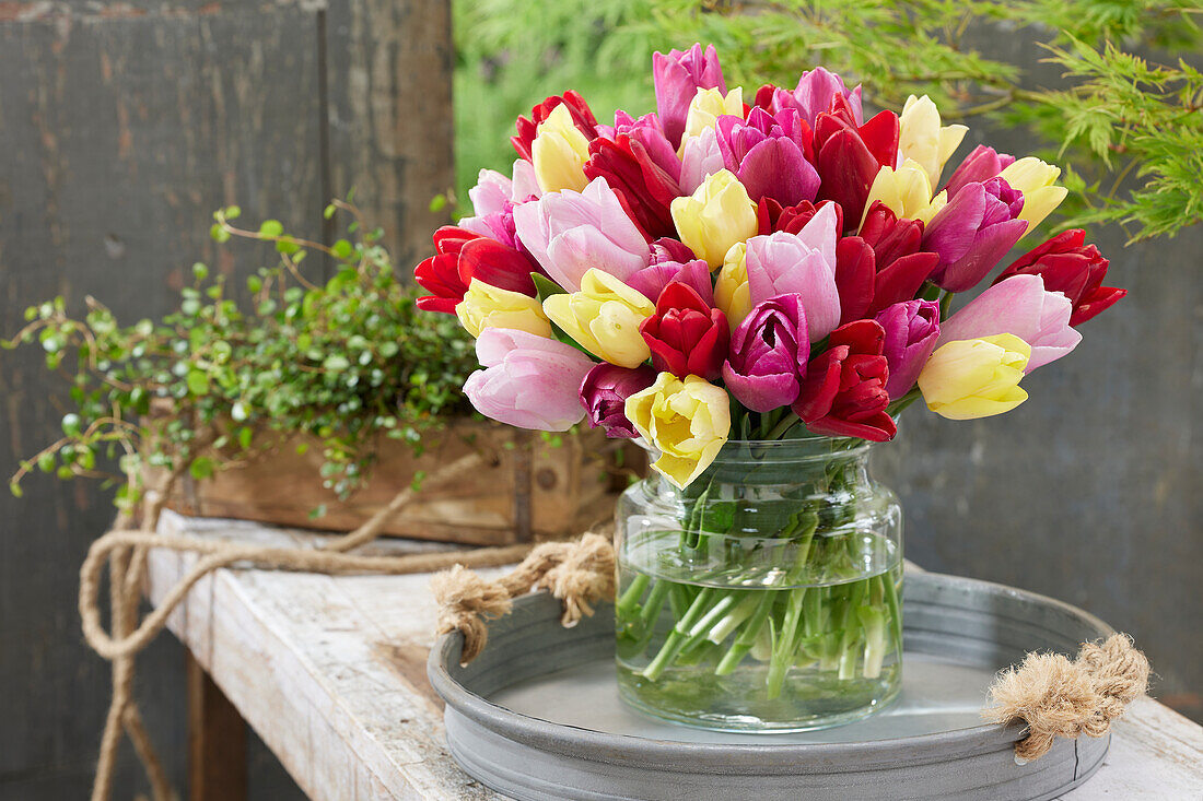 Tulipa Prince mix