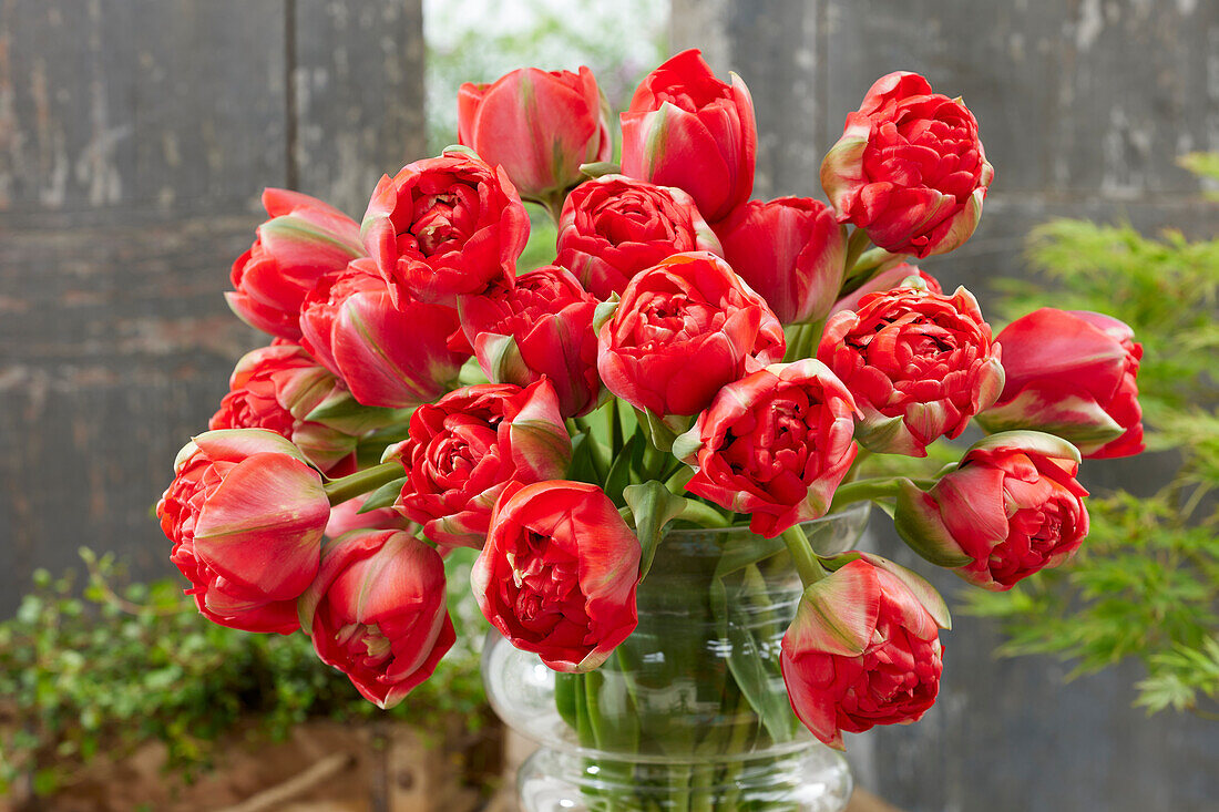 Tulipa Bombastic Red