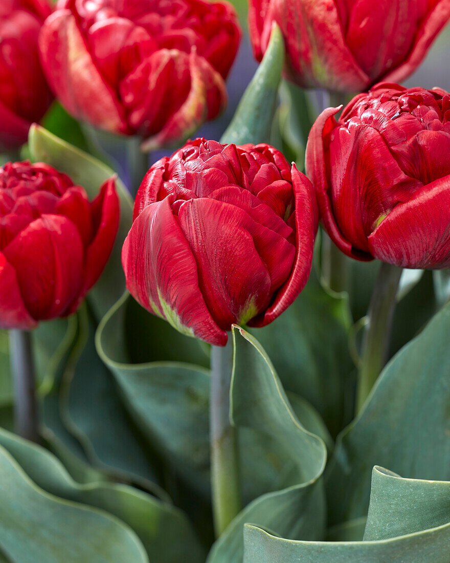 Tulipa Red Baby Doll