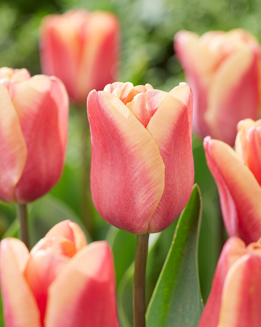 Tulipa Apricot Fox