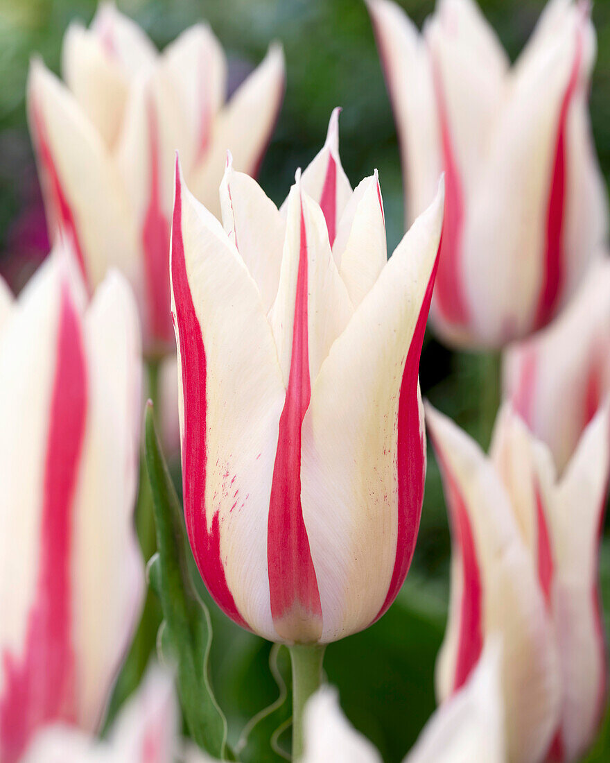 Tulipa Marylin