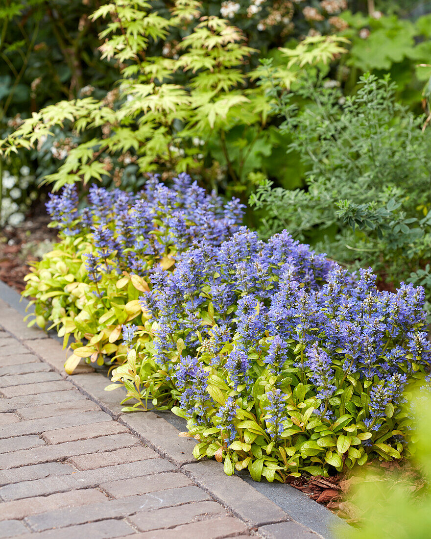 Ajuga Petite Parakeet