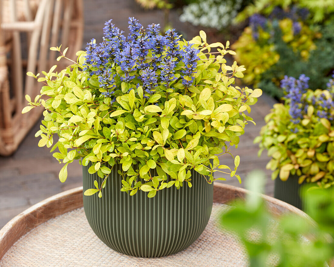 Ajuga Cordial Canary