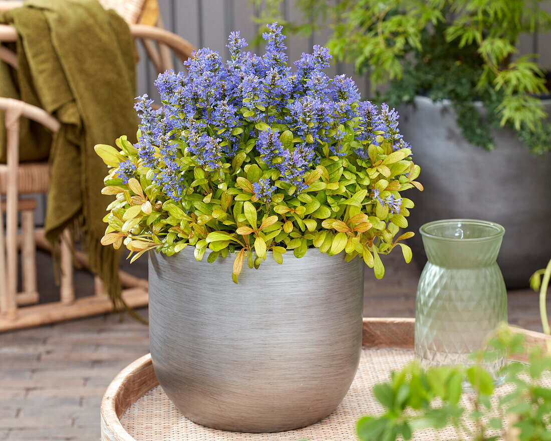 Ajuga Petite Parakeet