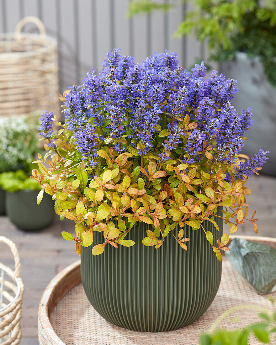 Ajuga Fancy Finch