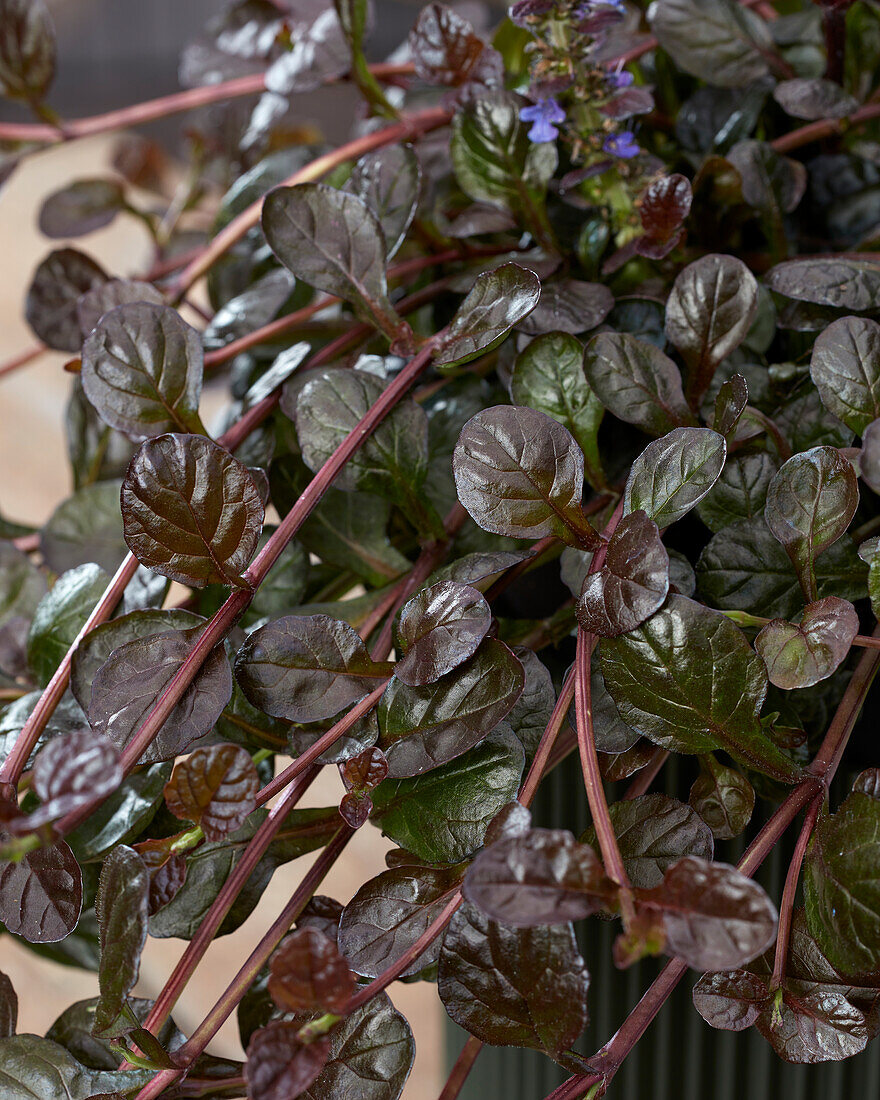 Günsel (Ajuga) 'Fierced Falcon'