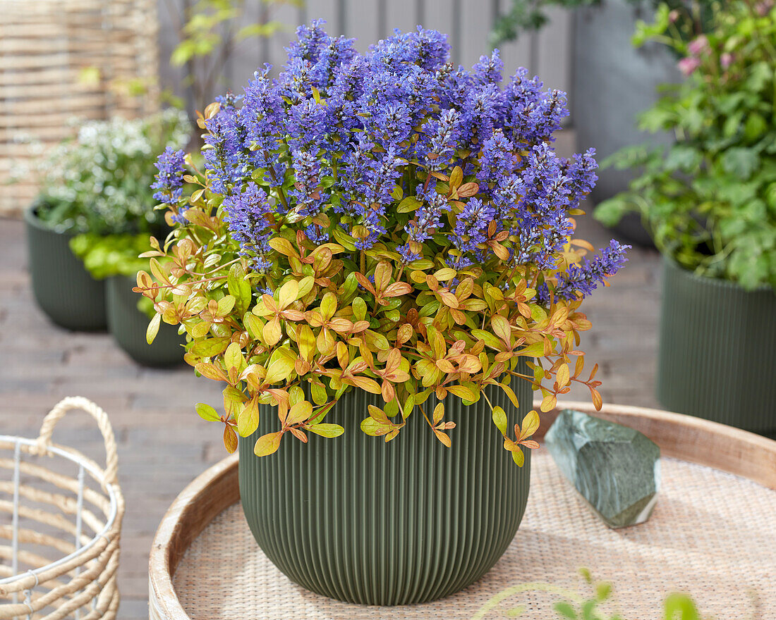 Ajuga Fancy Finch