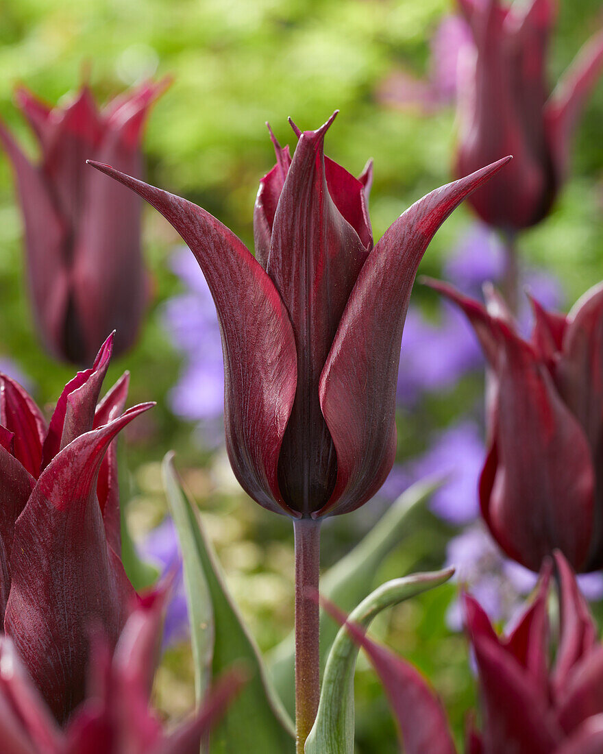 Tulpe (Tulipa) 'Sterling Star'
