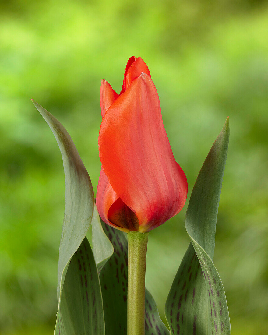 Tulipa Bon Rouge