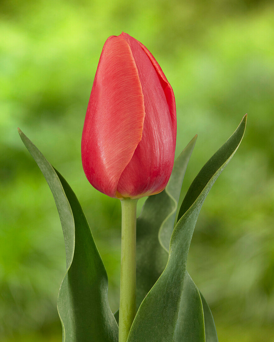 Tulpe (Tulipa) 'Kay'