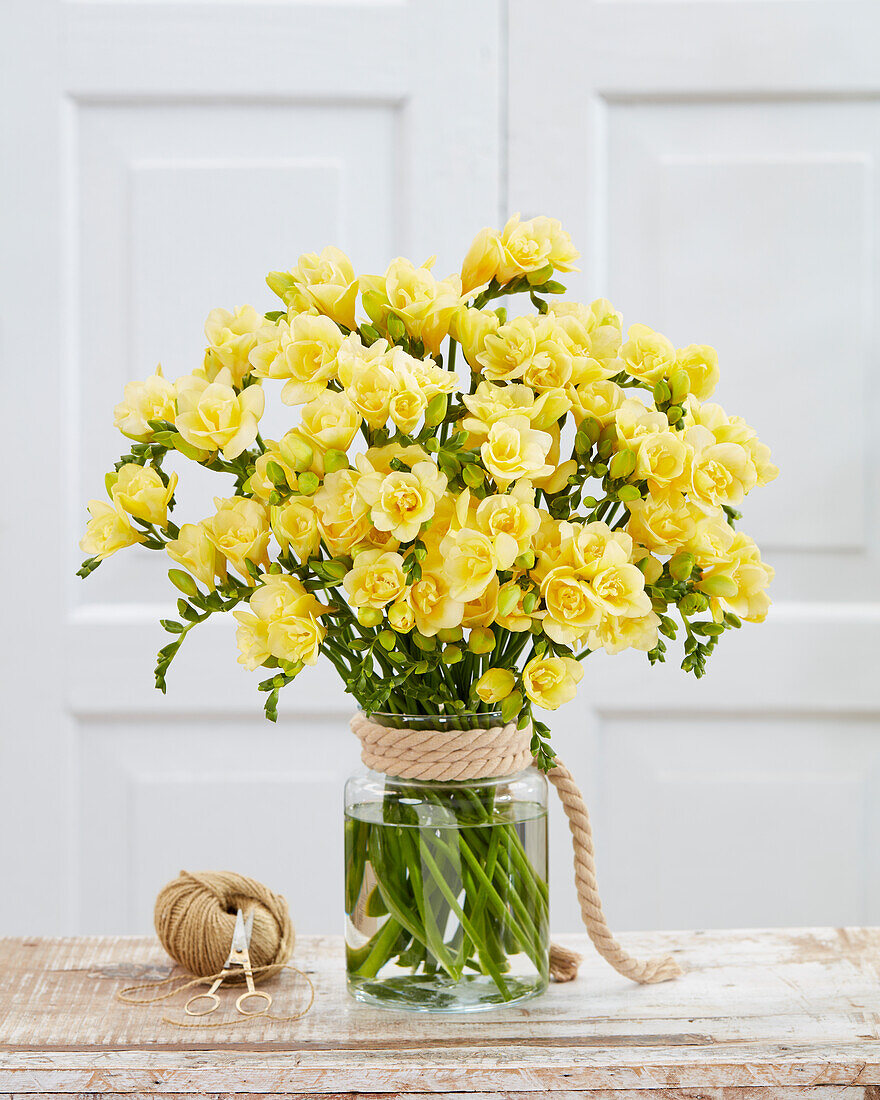 Freesia double light yellow