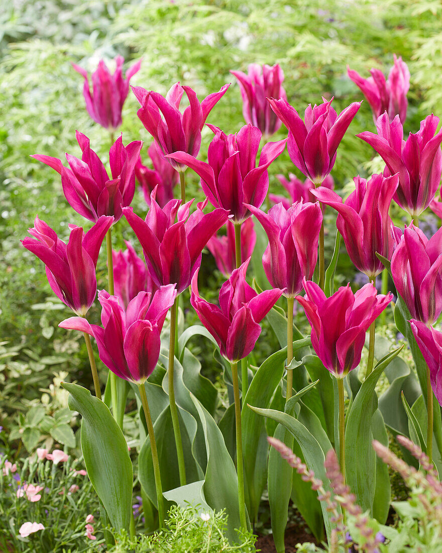 Tulipa Purple Doll