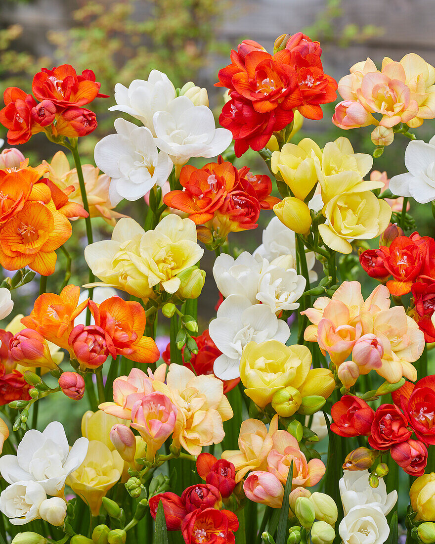 Freesia double mixed