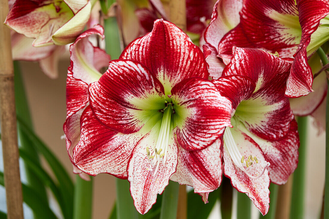 Hippeastrum Flamenco Queen