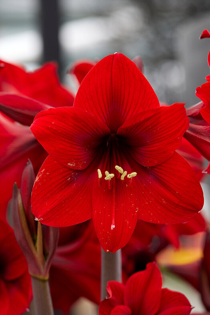 Ritterstern, auch Amaryllis (Hippeastrum) 'Rapido'