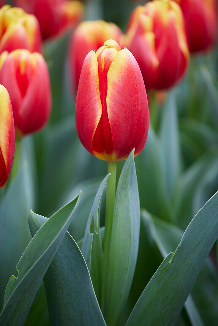 Tulpe (Tulipa) 'Rock Fire'