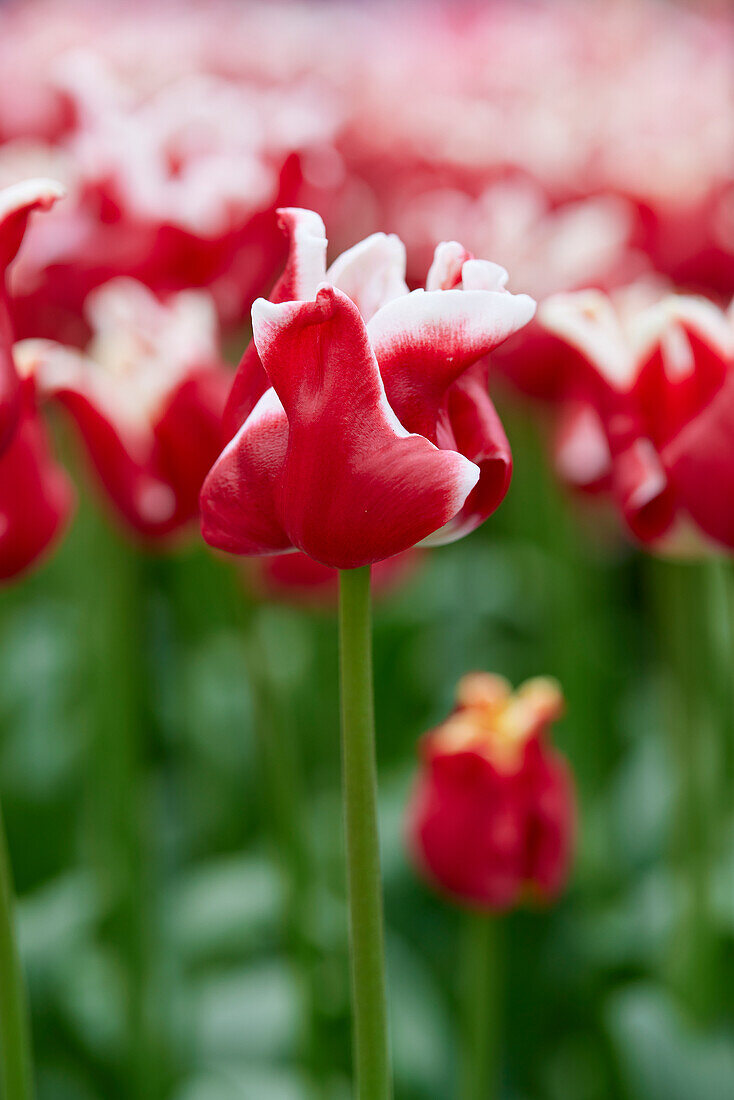 Tulipa Elegant Crown