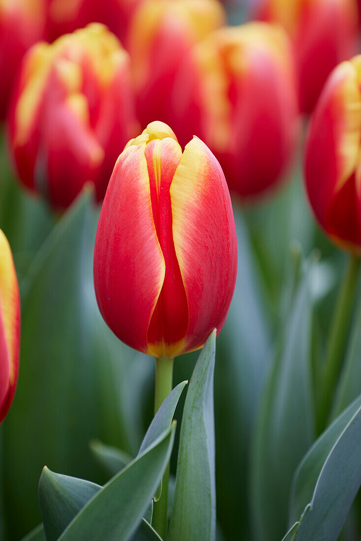 Tulipa Rock Fire