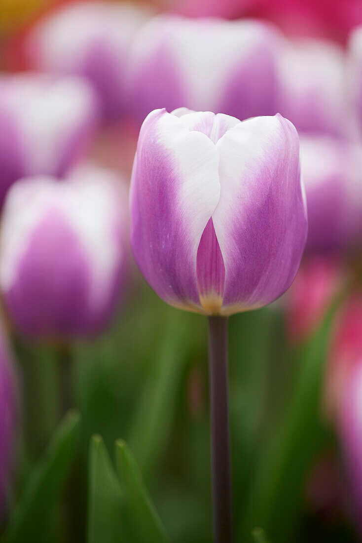 Tulpe (Tulipa) 'Librije'
