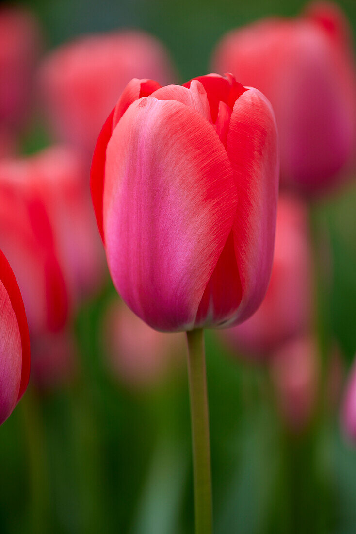 Tulpe (Tulipa) 'Diamond Shiner'